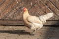 Hen on an educational farm Royalty Free Stock Photo