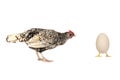 Hen and egg Royalty Free Stock Photo
