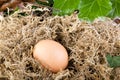 Hen egg Royalty Free Stock Photo