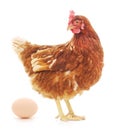 Hen and Egg Royalty Free Stock Photo