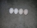 Hen Eggs Image Closed View