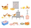 Hen Eggs Incubator and Dressed Chicken Vector Illustration