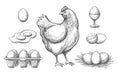 Hen and eggs sketch