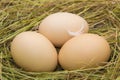 Hen eggs in straw ,fresh farmers egg. Royalty Free Stock Photo