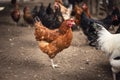 Hen on the farm. Chicken portrait of domestic animal Royalty Free Stock Photo