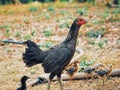 Hen in farm. Royalty Free Stock Photo