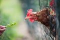 Hen in a farmyard