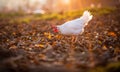 Hen in a farmyard