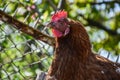 Hen feed on the pasture. Young chicken standing on barn yard Royalty Free Stock Photo