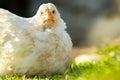 Hen feed on traditional rural barnyard. Close up of chicken sitting on barn yard with green grass. Free range poultry farming Royalty Free Stock Photo