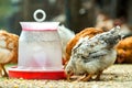 Hen feed on traditional rural barnyard. Close up of chicken standing on barn yard with bird feeder. Free range poultry farming Royalty Free Stock Photo