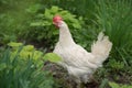 White hen on farm background. Domestic cock in a village Royalty Free Stock Photo