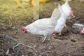 White hen on farm background. Domestic cock in a village Royalty Free Stock Photo