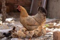 A hen with a flock of chickens foraging in rural China