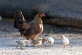 Hen and flocks, Hen chicks flock standing on the ground, flocks of chicks, chicken family Royalty Free Stock Photo