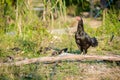 Hen and flocks, Hen chicks flock standing on the ground, flocks Royalty Free Stock Photo