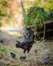 Hen and flocks, Hen chicks flock standing on the ground, flocks Royalty Free Stock Photo