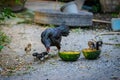 Hen and flocks, Hen chicks flock standing on the ground, flocks Royalty Free Stock Photo