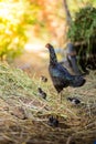 Hen and flocks, Hen chicks flock standing on the ground, flocks Royalty Free Stock Photo