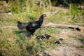 Hen and flocks, Hen chicks flock standing on the ground, flocks Royalty Free Stock Photo