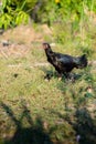 Hen and flocks, Hen chicks flock standing on the ground, flocks Royalty Free Stock Photo