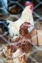 Hen in the foreground with a white rooster behind her with the cage grille blurred in front Royalty Free Stock Photo