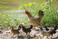 Hen with four children red cock animals wildlife in Thailand