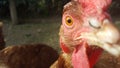 Hen - Free Range Chicken - Chicken Eye Royalty Free Stock Photo