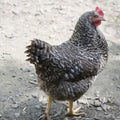 Hen, brown and white feathered hen in farmyard