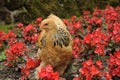 Hen in garden Royalty Free Stock Photo