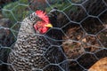 Hen in garden Royalty Free Stock Photo