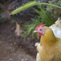 Hen with golden hackle and white feathers Royalty Free Stock Photo