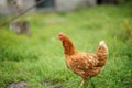 hen Royalty Free Stock Photo