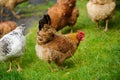 hen on a green grass