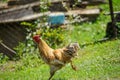 hen on a green grass