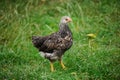 hen on a green grass