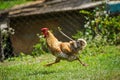 hen on a green grass