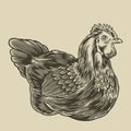 Hen hand drawn illustration. Poultry, broiler, farm animal minimalist concept. Badges and design elements for the chicken Royalty Free Stock Photo
