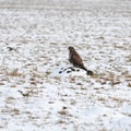 Hen harrier