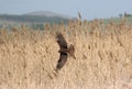 Hen Harrier Royalty Free Stock Photo
