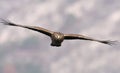 Hen Harrier Royalty Free Stock Photo