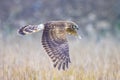 Hen harrier Circus cyaneus hunting