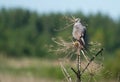 Hen harrier sitting on the hogweed