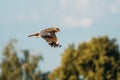 The Hen Harrier Or Circus Cyaneus Wild Bird Flies In Blue Sky In Belarus