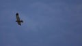 Hen Harrier in flight