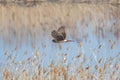 Hen harrier in flight over the riverside Royalty Free Stock Photo