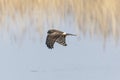 Hen harrier in flight over the riverside Royalty Free Stock Photo