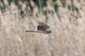 Hen harrier in flight over the riverside Royalty Free Stock Photo