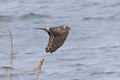 Hen harrier in flight over the riverside Royalty Free Stock Photo