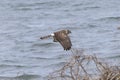 Hen harrier in flight over the riverside Royalty Free Stock Photo